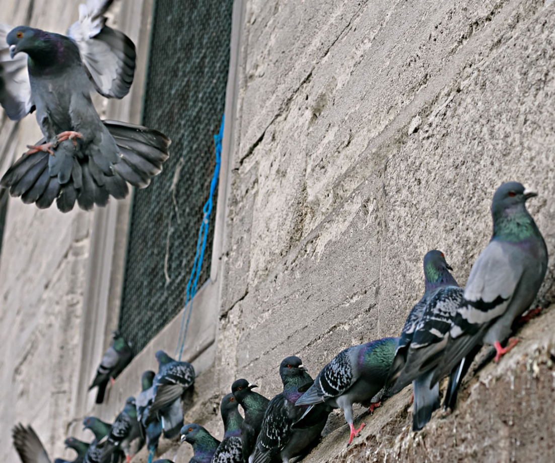 Pigeon control Norwich Norfolk