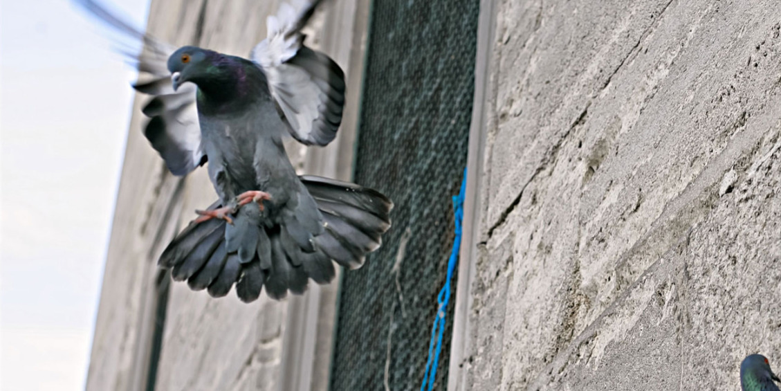 pigeon netting norfolk