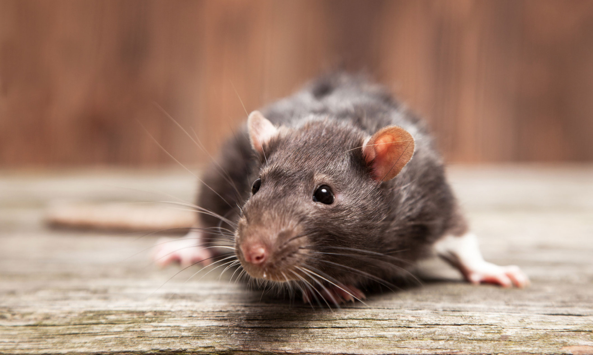 rat pest control norwich